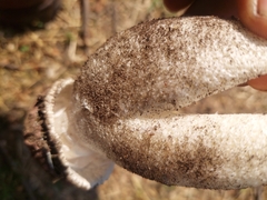 Phallus hadriani