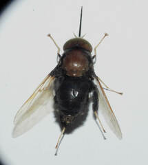 Fidena