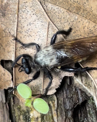Laphria