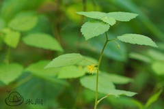 Corchoropsis crenata