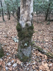 Ricasolia quercizans