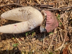 Phallus hadriani