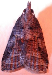 Platynota idaeusalis