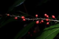 Alpinia oblongifolia