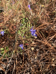 Trichostema setaceum