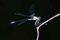 Diphlebia euphoeoides