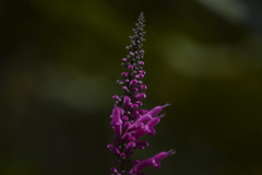 Salvia iodantha