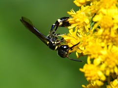 Trachypus mexicanus