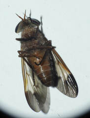 Stypommisa apicalis