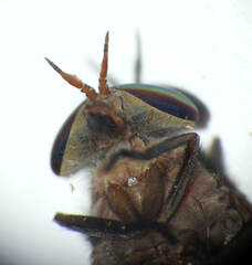 Stypommisa apicalis
