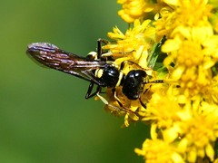 Trachypus mexicanus