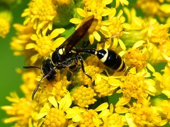 Trachypus mexicanus