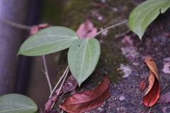 Hoya pottsii