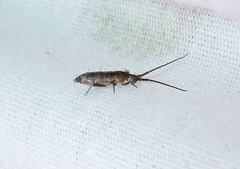 Pogonognathellus dubius