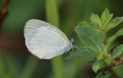 Eurema