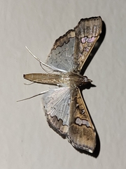 Maruca vitrata