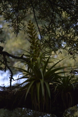 Tillandsia