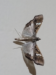 Maruca vitrata