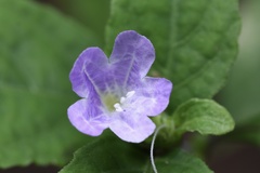 Strobilanthes tetrasperma
