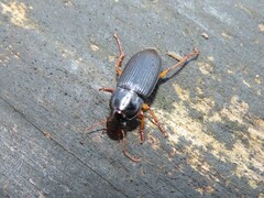 Pseudoophonus