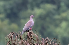 Patagioenas inornata