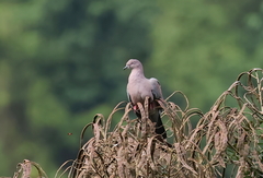 Patagioenas inornata
