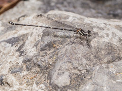 Nososticta impercepta