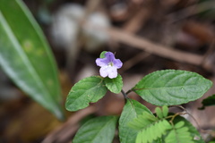 Strobilanthes tetrasperma