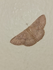 Cosymbiini