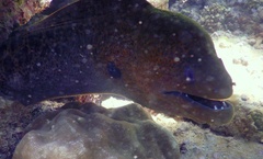 Gymnothorax javanicus