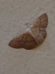 Cosymbiini