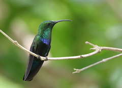 Eulampis holosericeus