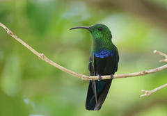 Eulampis holosericeus