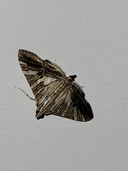 Glyphodes stolalis