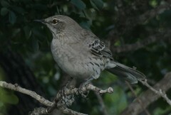 Mimus gundlachii
