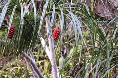 Pandanus gemmifer