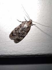 Barea exarcha
