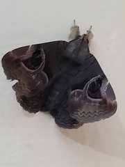 Ommatophora luminosa