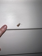 Barea exarcha