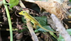 Anolis krugi