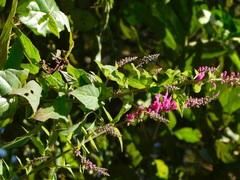 Salvia iodantha