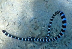 Laticauda laticaudata