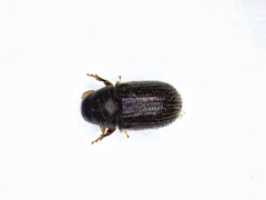 Phloeotribus liminaris