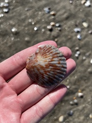 Argopecten ventricosus
