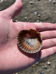 Argopecten ventricosus