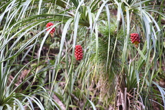 Pandanus gemmifer