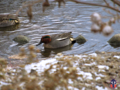 Anas crecca crecca