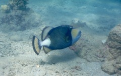 Balistoides viridescens