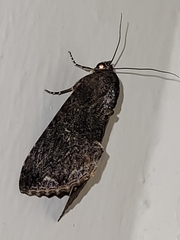 Odontodes seranensis