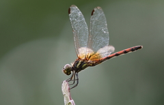 Dythemis rufinervis